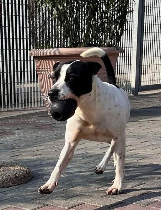 BLACK GENTILCANE Foto 3